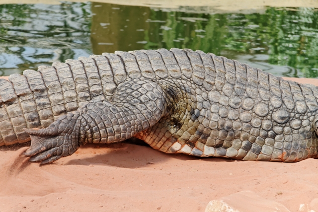 Les crocos de Pierrelatte 185376IMG8357DxO640x480