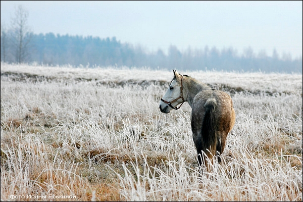 smra. Trotteur d'Orlov ( j ) 185376TrotteurO1a