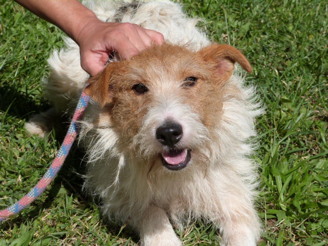 BUDDY Fox Terrier 3 ans - Spa de Poitiers (86) 187878245fBuddy25