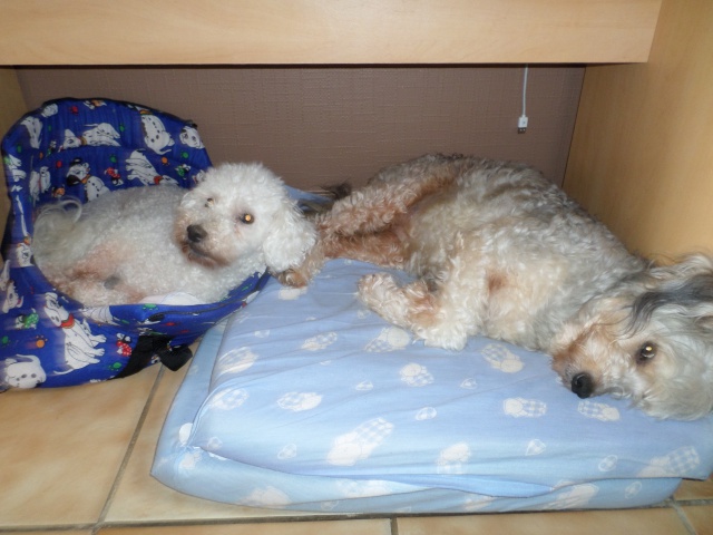 SNIF adorable caniche blanc 10 ans  FILEMON (80) - ADOPTE - Page 3 188191SAM2356