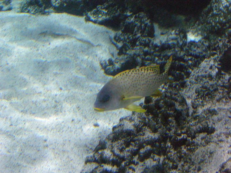 Aquarium de La Rochelle 188294P8027881