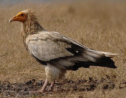 Parcs,réserves- Parcs nationaux - Les Pyrénées - 188344Egyptianvulture