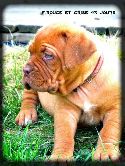 Chiots dogue de bordeaux LOF: Chili des pas de tacite et  Escroc des Gladiateurs du guesny - Page 3 188986IMG8924