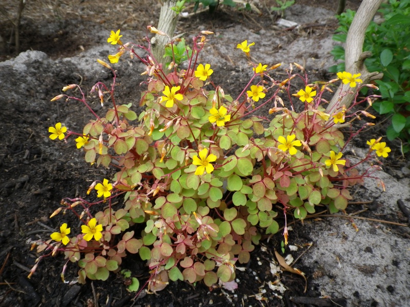 Oxalis vulcanicola 189411OxalisvulcanicolaMoltenLavaIMGP4869