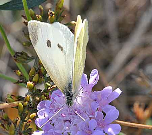 Pieris brassicae ? 189926DSC1743w