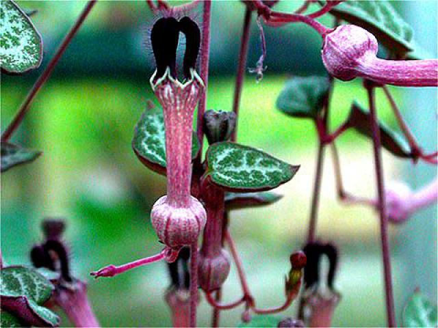 Mes plantes d'intérieur 190405fleure_ceropegia_woodii