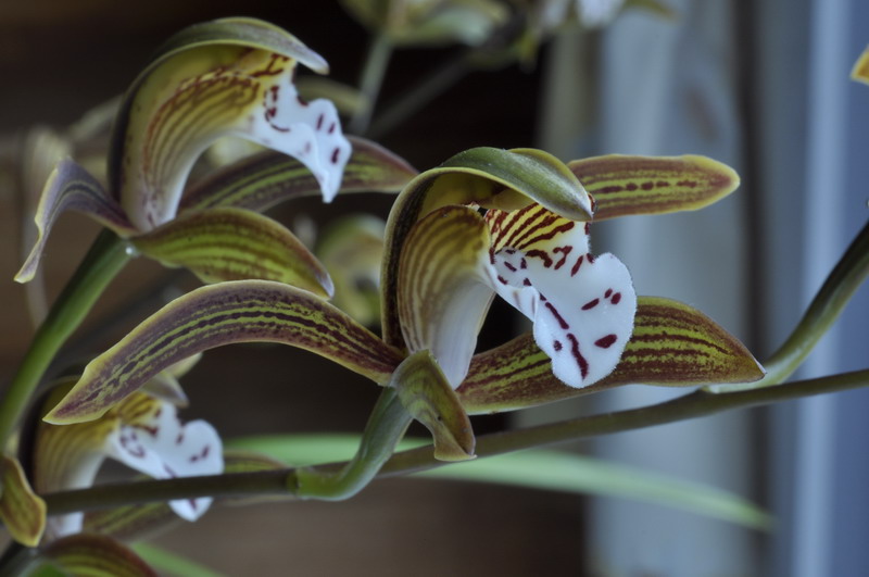 Cymbidium erythraeum 190660Cymbidiumerythraeum0008