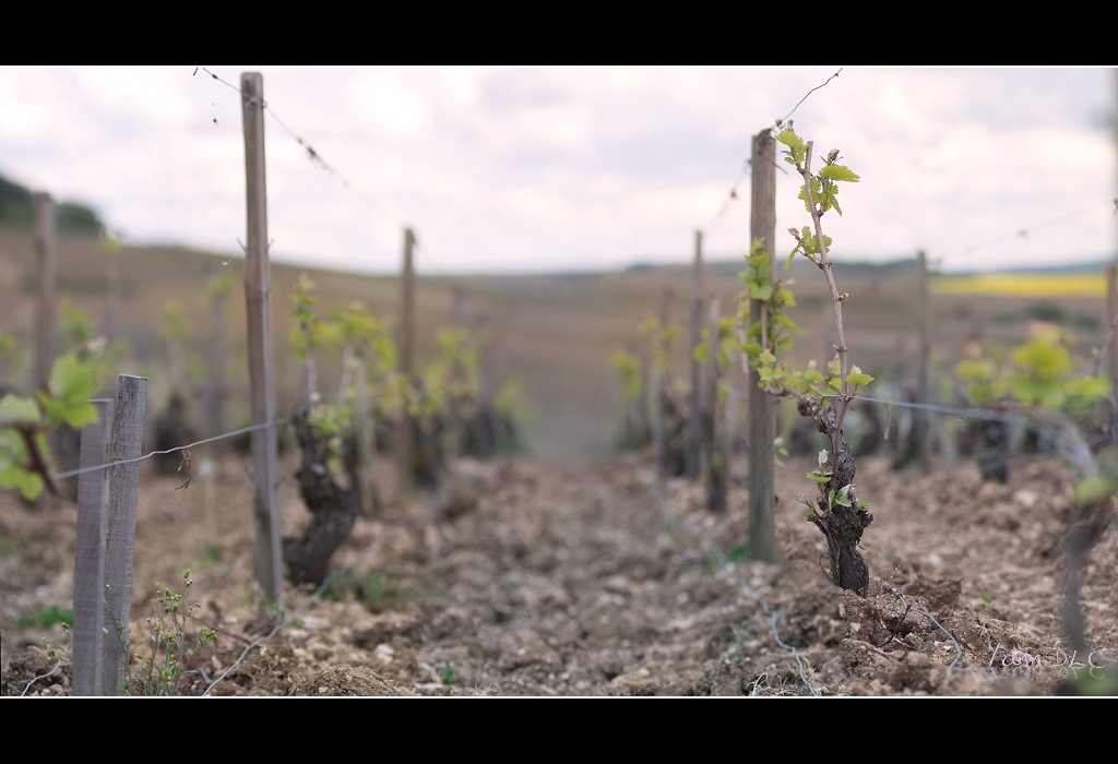 POTD Lumix du 23/04/2014 190916vigne7web