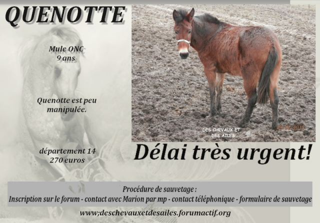 Mule en urgence boucherie 191585ficheQUENOTTE