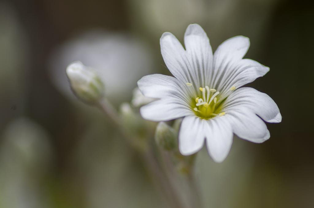 Fleurs 6ème 192042K5MZ0675