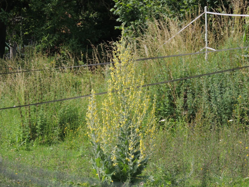 Le Verbascum Lychnitis 192207DSCN4847