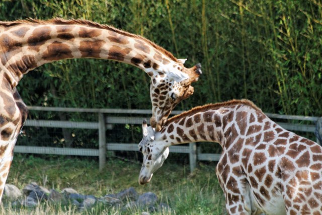 Zoo du Pal (Allier: Dompierre sur Besbre) 193189IMG_6420_DxO__640x480_