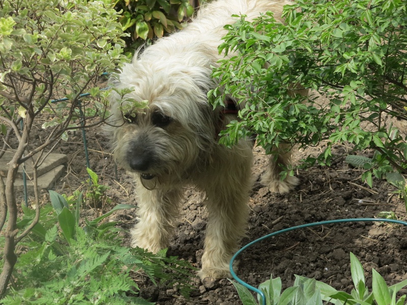 Puffy, chien croise berger des Carpates, très sociable 193579qIMG35622