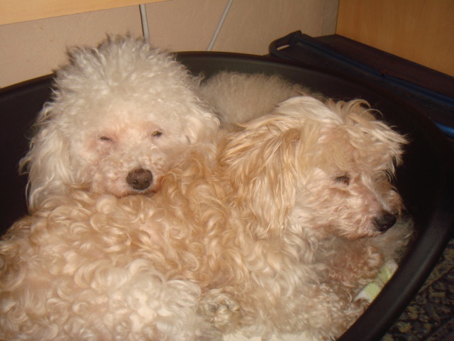 MILAINE F BICHON  12 ANS SPA GIEN (45) ADOPTEE PAR DAYSIE  - Page 2 194810DSC06568