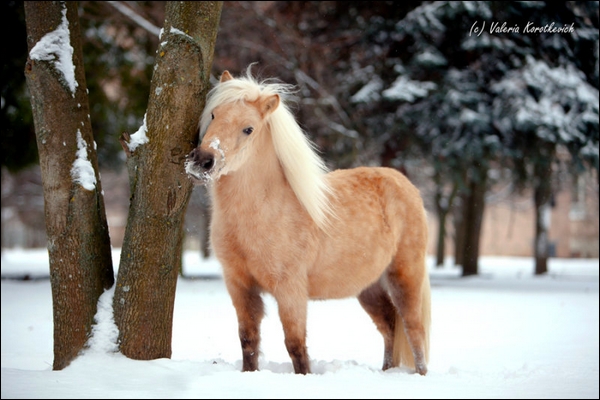 shetland. palomino 19490646493f98