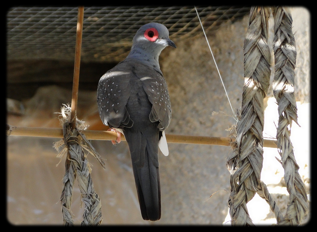 - Un bébé ce matin et de superbes photos (G. cuneata). 195083male