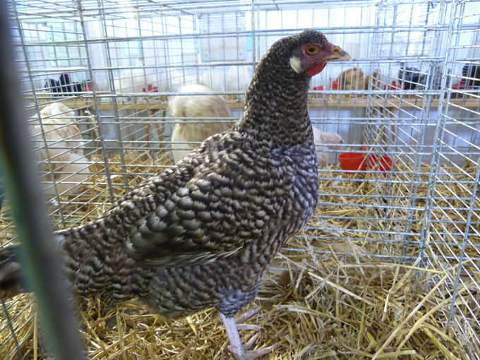 2014 - exposition d'aviculture Foire ST MATTHIEU 27 et 28 Septembre 2014 - Page 2 195342P1150639