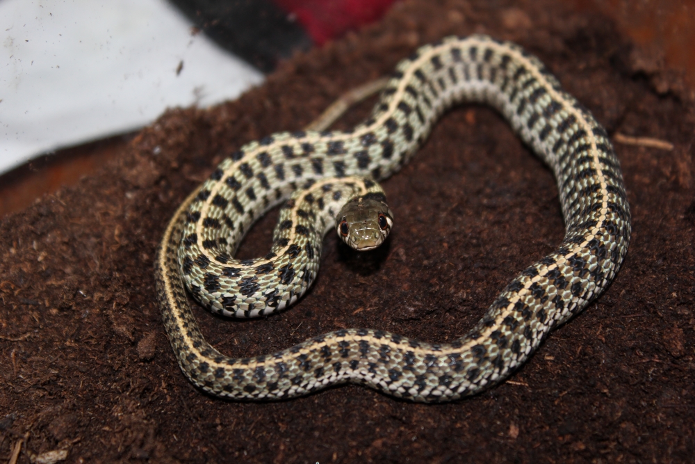 thamnophis marcianus marcianus ....  197761IMG7909r