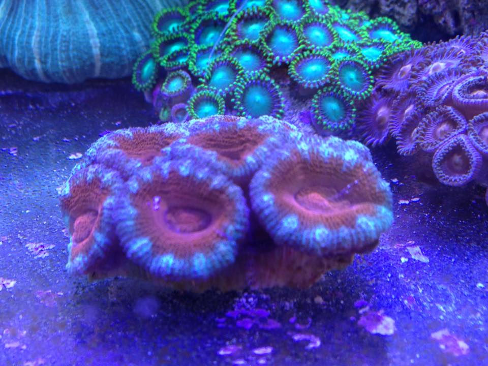 nano 80l de machotte - Page 7 199017acan