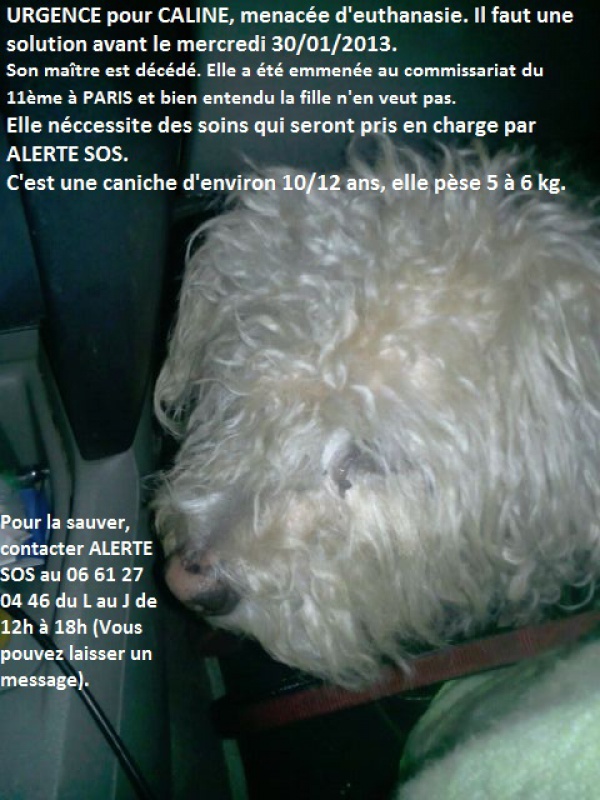 CALINE 10/12 ANS EUTHA LE 30/04 URGENT ALERTES SOS 200788calinecanichefemmelledenviron1011ans