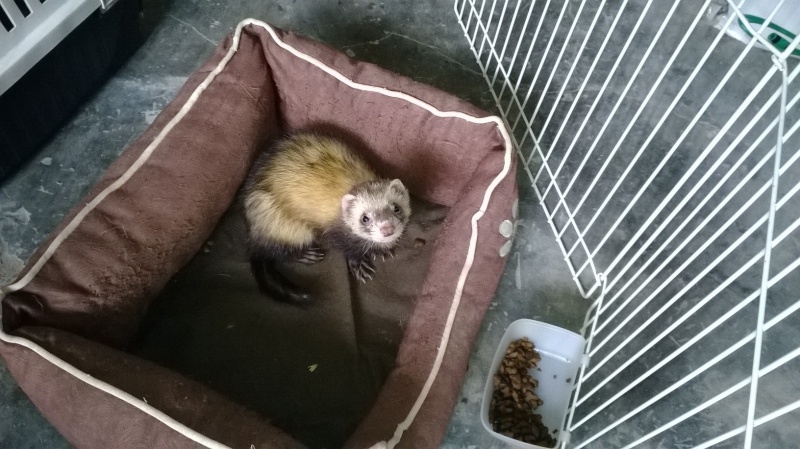 TROUVE Furet Jeune Mâle 201611WP20140928001