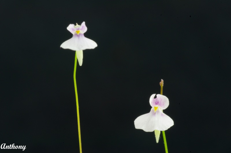 Les fleurs d'Utricularia 202625UtriculariaBlanchetiicopy