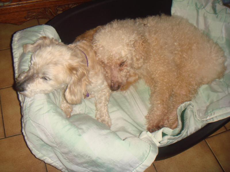 MILAINE F BICHON  12 ANS SPA GIEN (45) ADOPTEE PAR DAYSIE  204313DSC05752