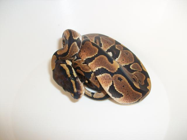 Meos Reptiles : Python Regius  2051791000883