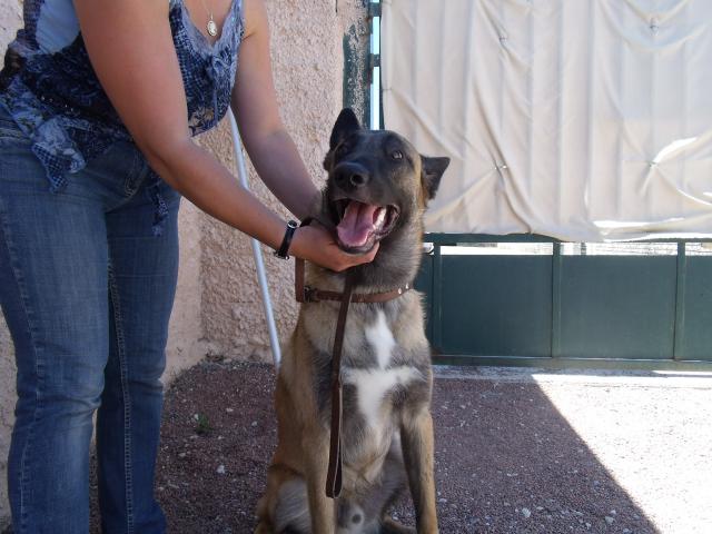 BRUCE type berger malinois - 11 mois SPA de CHAGNY (71) 205293DSCF1603