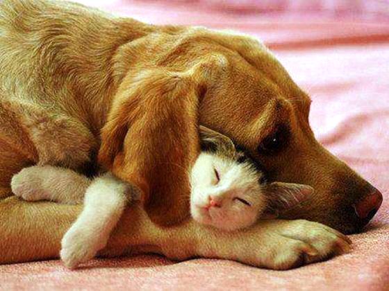 TENDRESSE !!! - Page 2 206379chienchat