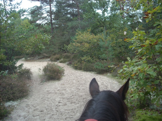 Balade de 2h - Milly la Forêt - Chapeau de Napoléon 206712DSCN3743