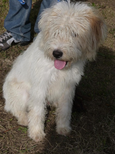 BLANCO X CANICHE BLANC/MARRON 1 AN box 29 DANS LE 62 207738072