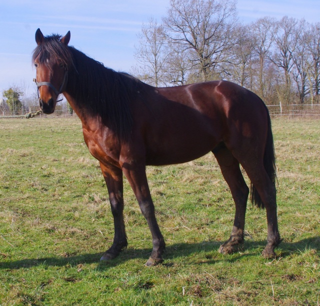 [PLACE GERALDINE] CONAN TF Pure race PP 5 ans  un chouette titi.... 207855conan6