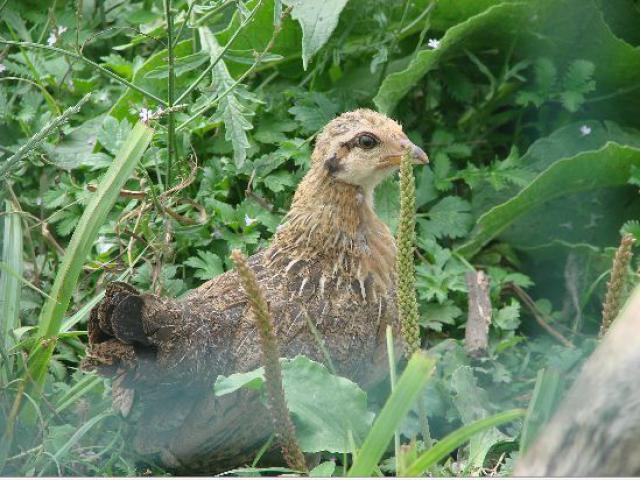 Quelques photos de races de poules 208064Capture02