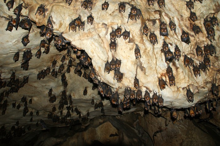 Parcs, réserves... - Réserve des gorges de l'Ardèche -suite- 208627grotteauxchauvesouris70012811