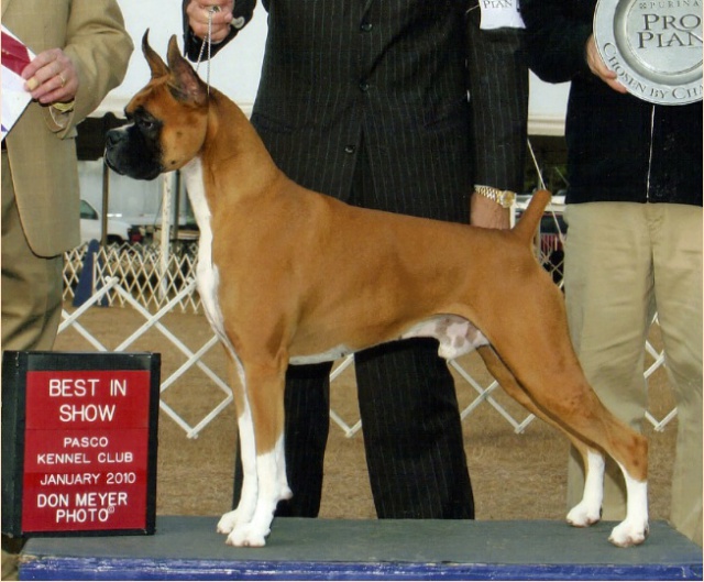  - Nos chiens prennent la pose, statique exposition. - Page 5 20954962b