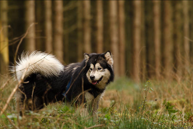 Photographie d'animaux - conseils pour devenir un pro ! - Page 11 210193127074557144ed3d1d206z