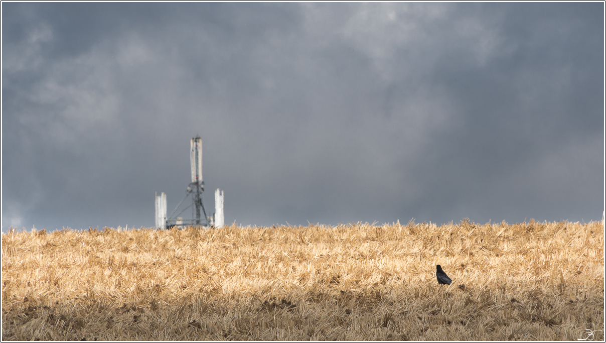 Cellulaires, Céréales, Corvidés, Ciel 210366LR6P1150573