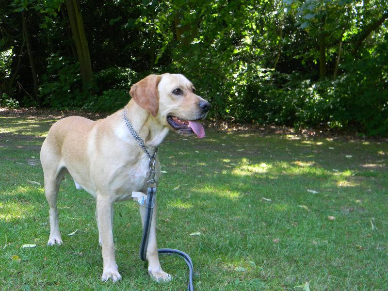 OLIBRADOR -  x labrador 9 ans (6 ans de refuge)  - SHPA à Le Havre (76) 210651DSCN1478