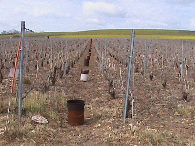 A Mongenost (51) dans les vignes, des bougies pour Pâques 211662DSC00409