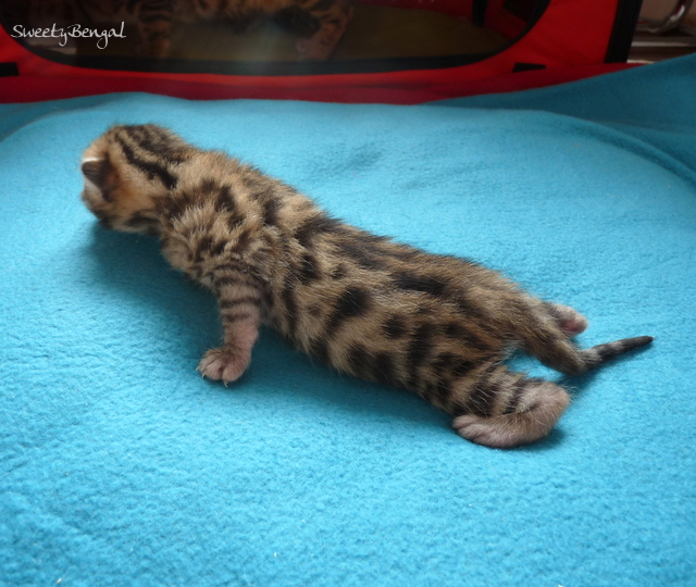 Portée Sweety Bengal du 30/09/2011 212012P1060999