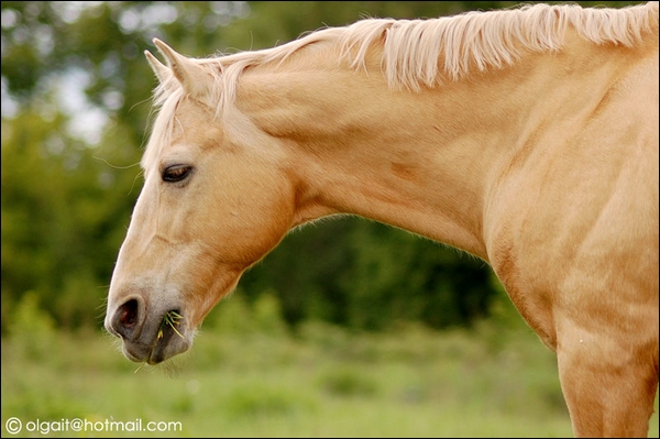 Selle français. palomino 21298454579315