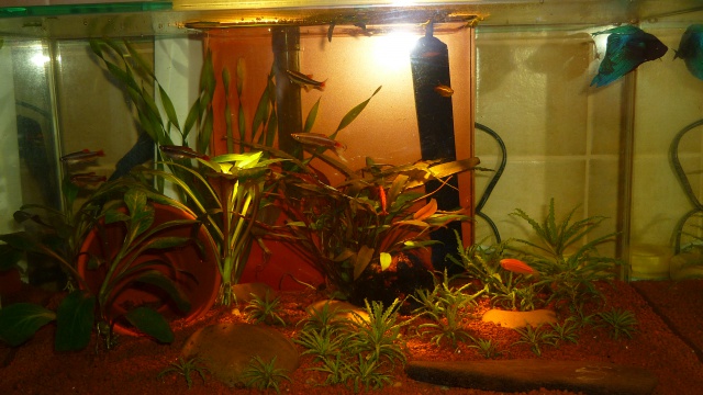 400 Litre projet mangrove 213354P1020599