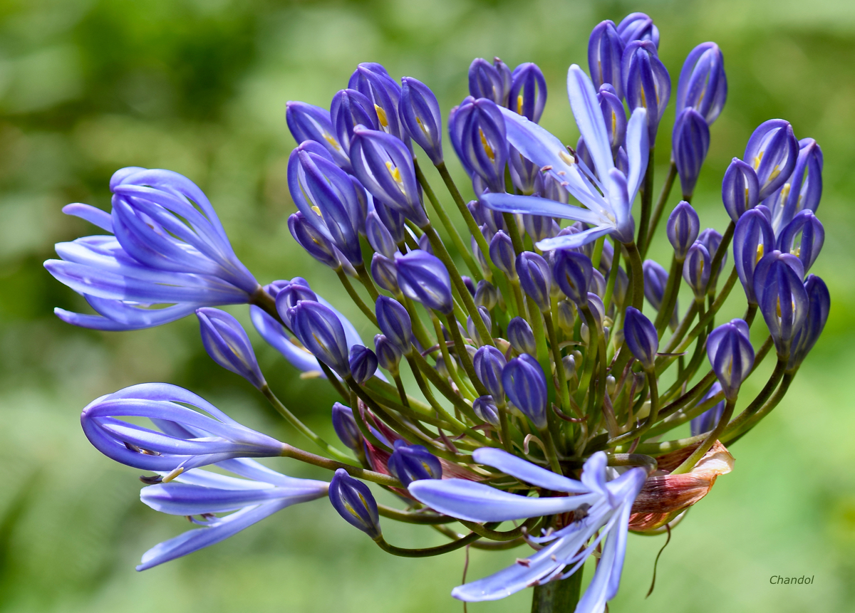 Fleurs 213358DSC0880