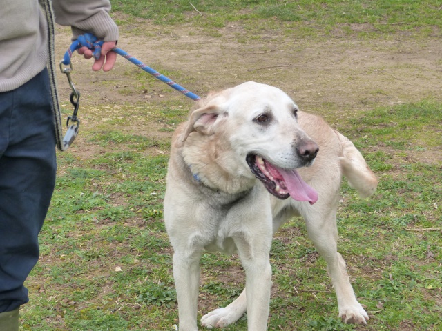 TAYSEN - labrador 10 ans - Spa de Poitiers (86) 214947139fTaysen4