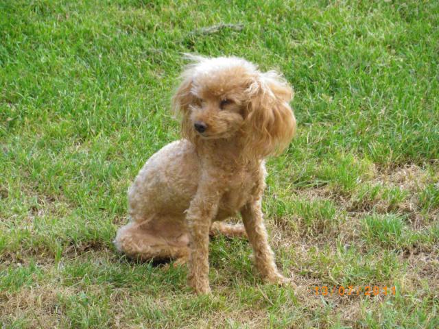 NALA CANICHE ABRICOT F 13 ANS PERDUE DANS LE 34 215544nala2