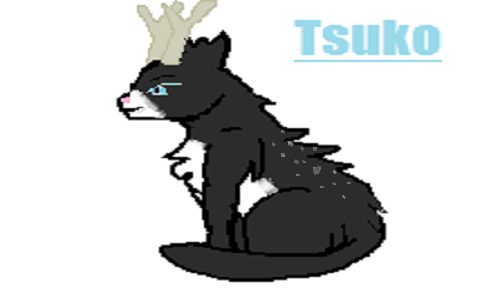 Tsuko - Felinae - Sans Rang - 4 ans 216328Tsuko