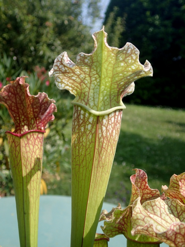 sarracenia.........? 216979P7130357