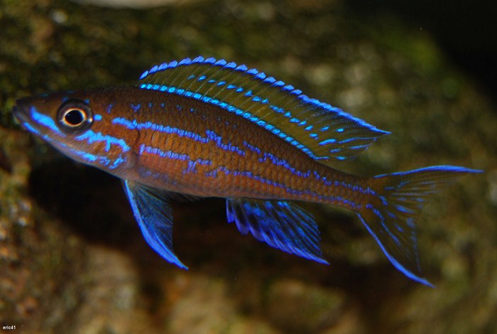 Paracyprichromis nigripinnis blue néon 218573maleparanigrikantalamba