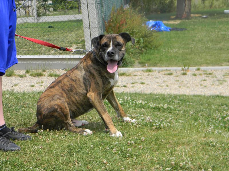   Bouckan 5 ans croisé Boxer/Dogue Argentin  218962DSCN1789